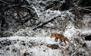 a fox in a snowy hill
